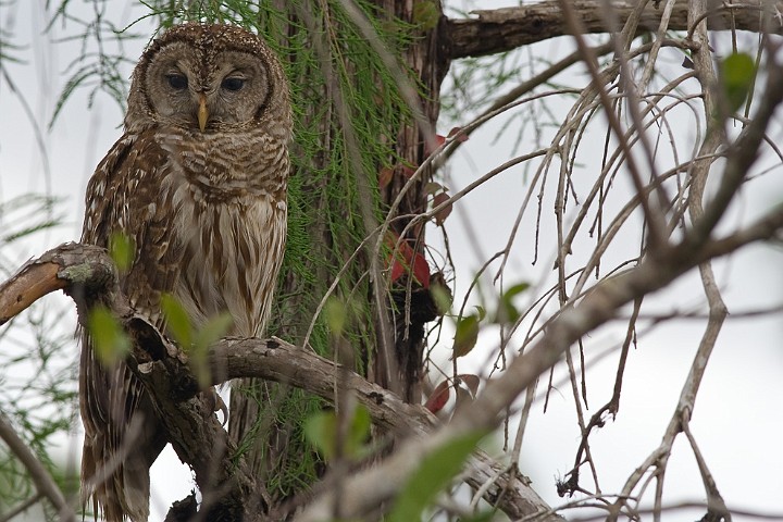 Streifenkauz Strix varia Barred Owl